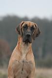 DOGUE ALLEMAND 744